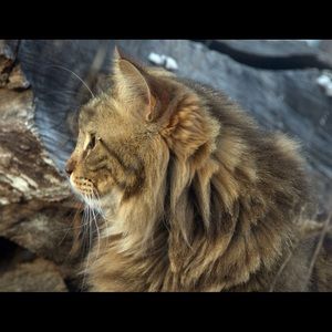 Meet your Posher, Susie